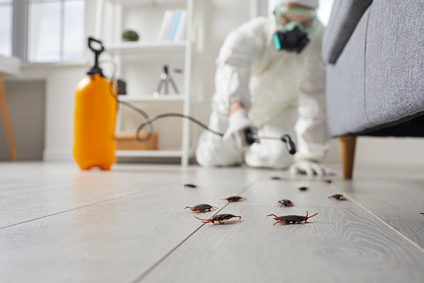 Commercial Kitchen Cockroach Control in Montebello